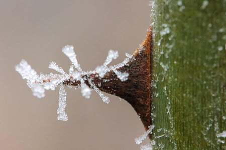 rime, thorn, spike, wild rose thorn, winter, frost, macro