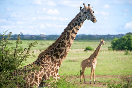 girafe, faunei sălbatice, până aproape, natura, sălbatice, în aer liber, simplu