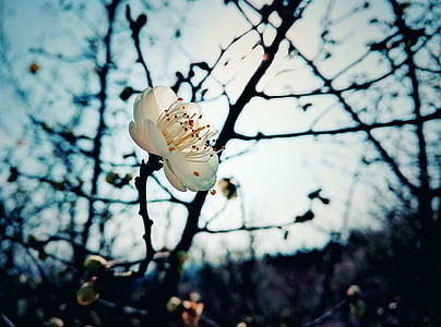 Prem blossom, musim dingin, tanaman, tidak ada orang, fokus pada latar depan, satu binatang, cabang