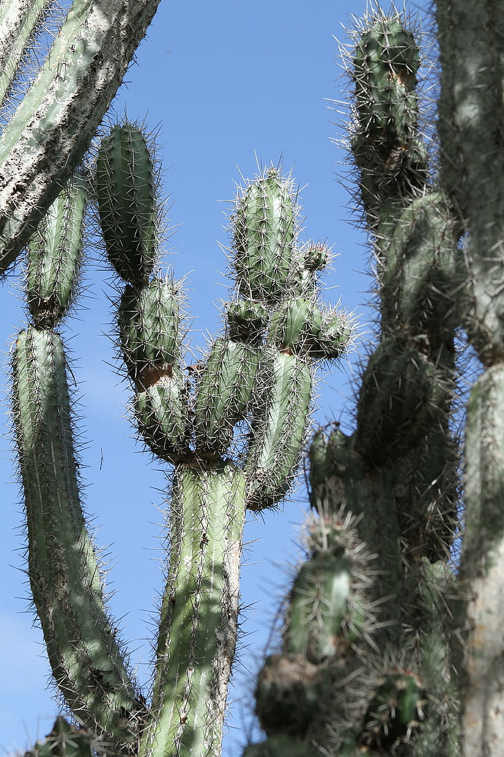 kaktus, grøn, Spur, stikkende, natur, plante, tør