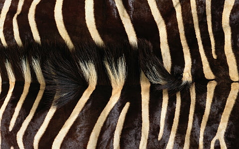 zebra, fur, grain, striped, wildlife, africa, safari Animals