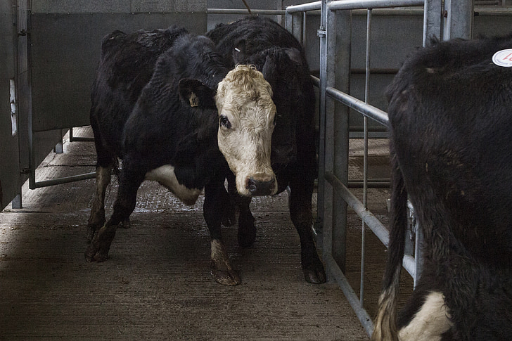 mucca, prodotti lattiero-caseari, azienda agricola, animale, mercato, bovino, giovenca