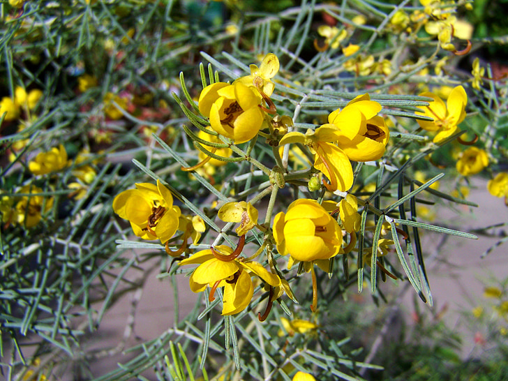 yellow-flowered plant, spring, nature