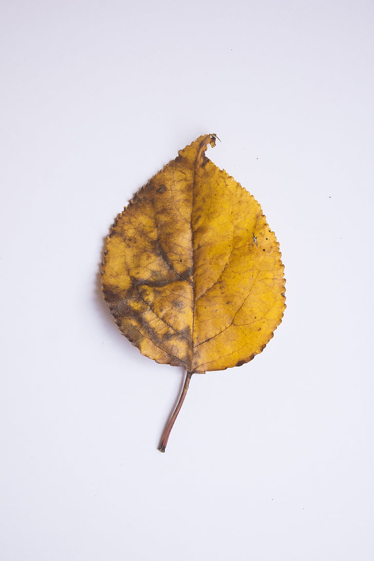 Leaf, rudens, krāsas, dzeltena