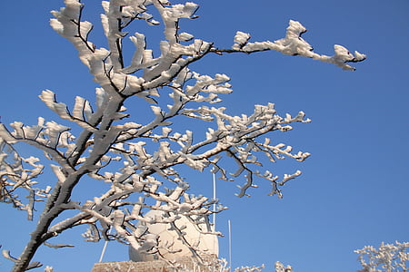 udsigt, Huangshan, sne, vinter, træ, Frost, træ