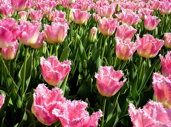 tulipány, lístkov, kvet, Záhrada, kvitnúce