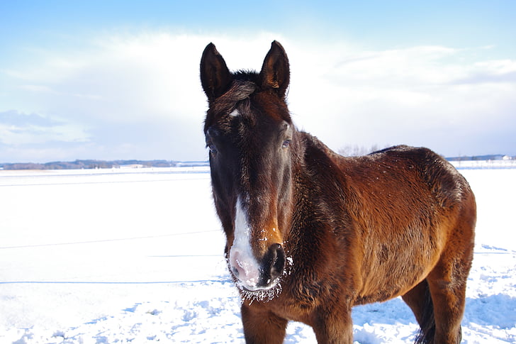 arklys, žiemą, sniego, arklio galva, žiemos, žiemos metu, rudos spalvos