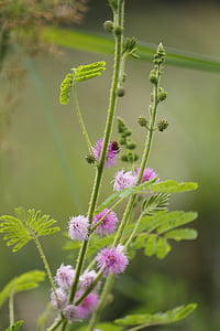 pudica del Mimosa, planta sensible, planta de sueño, dormilones, planta de tímido, Mimosa, planta
