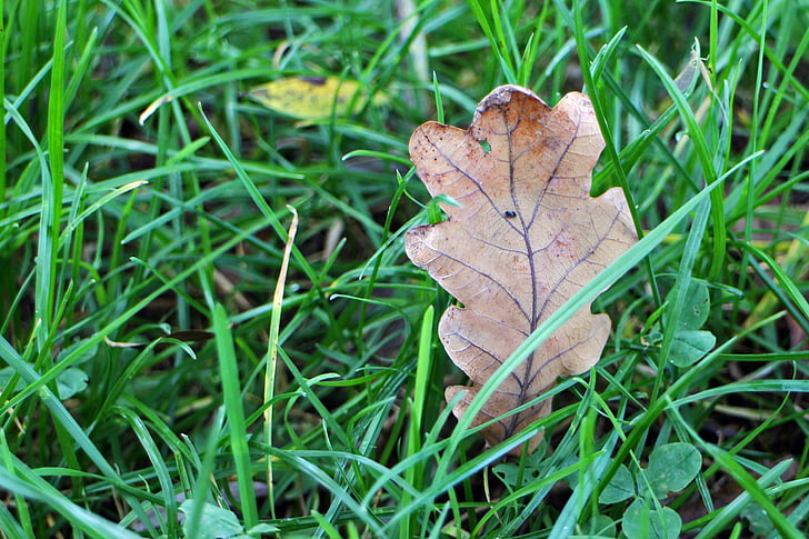 atstāj, zaļumi, lapu, rudens, sausais, skausta, Leaf, rudenī zaļumiem