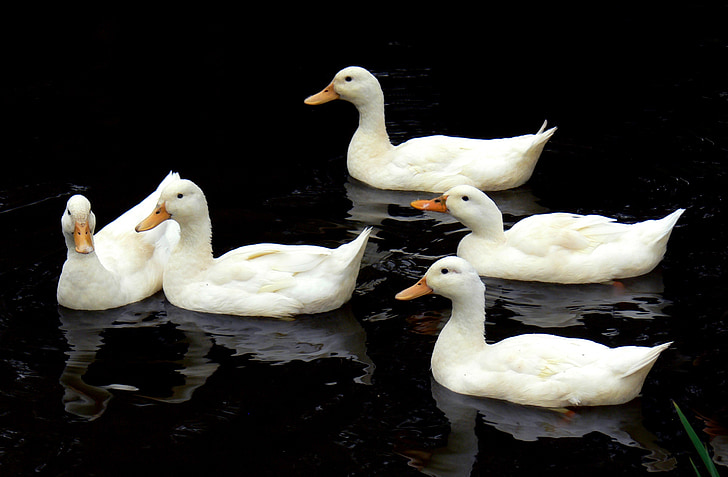 aylesbury ducks, swimming, birds, water, wildlife, lake, nature