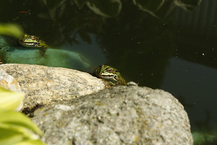 żaba, frog pond, wody, zielony, kamienie, rośliny, para
