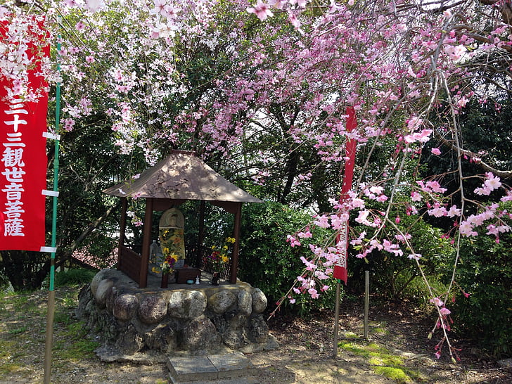 primavera, cirera, flors, Japó, deïtat tutor dels fills