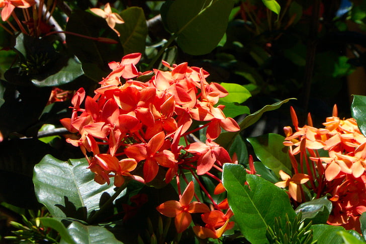 rouge, fleurs, bouquet, Bush, vert, jardin botanique, jardin