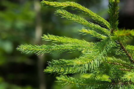 conifer, branch, needles, green, nature, plant, forest