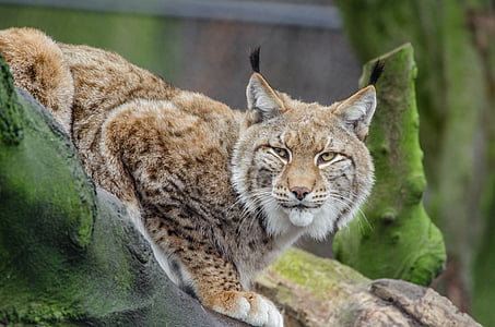 Lynx, Bobcat, faunei sălbatice, prădător, natura, în aer liber, sălbatice