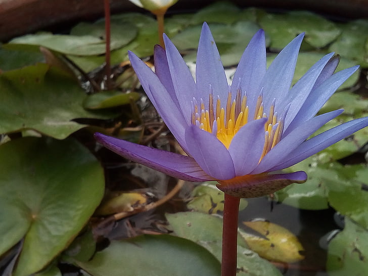 el Lotus leaf, Lotus, plantes d'aigua, flors, Llac de Lotus, lotus porpra, Conca de Lotus