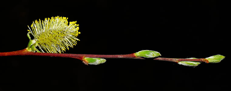 pussy willow, Pavasaris, saule, ganīšanas siltumnīcefekta, gada pavasarī pazīmes, zieds, Bloom