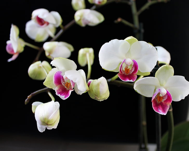 Orquídea, planta de la casa, planta, flor, hermosa, flores, planta en maceta