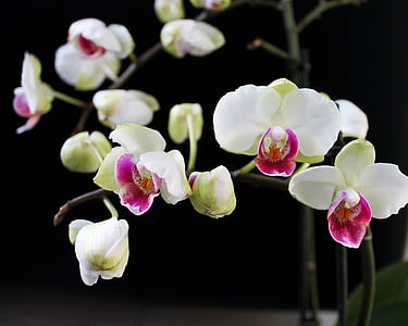 Orchidee, Zimmerpflanze, Anlage, Blume, schöne, Blumen, Topfpflanze