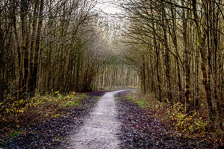 forest, path, road, hiking, trees, nature, tree