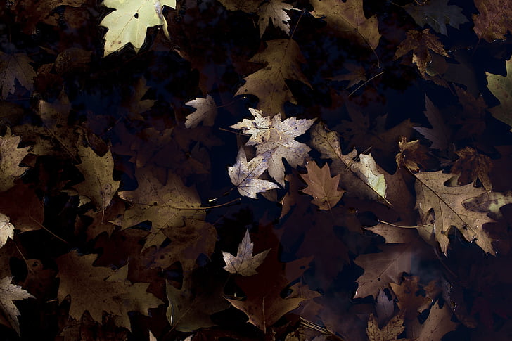 leaves, leaf, dried, water, lake, oak, fallen