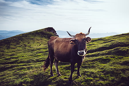 cow, agricultural, livestock, bovine, rural, nature, one animal