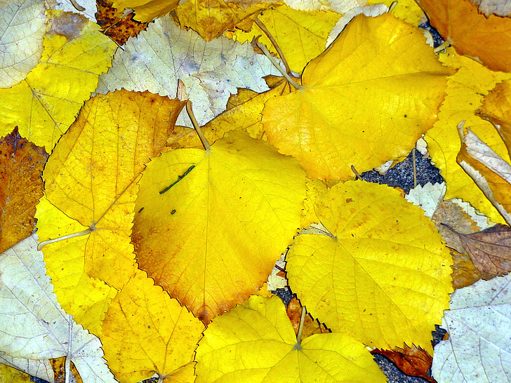Herbst, Blätter, Natur, fallen, Blätter fallen, Goldener Herbst