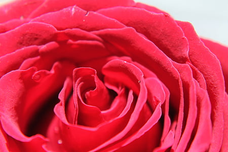 Rosa, puķe, daba, rožu ziedlapiņas, par