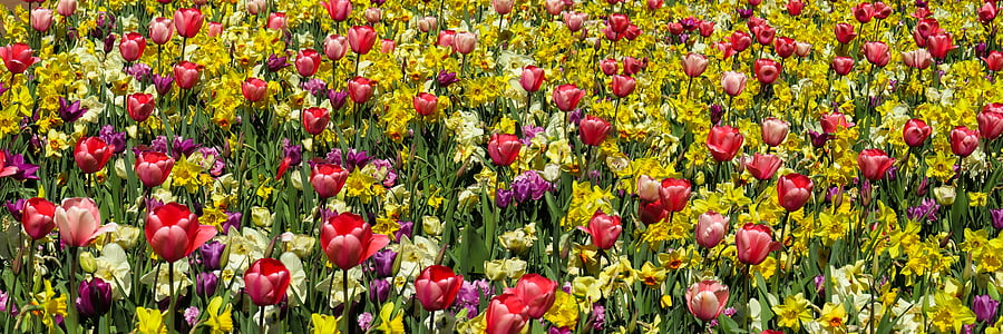 Příroda, květiny, jaro, zahrada, tulipány, narcisy, osterglocken