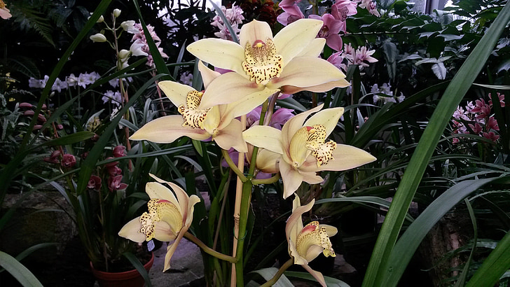 orquídeas, amarelo, flor, flor, natureza, planta, flor