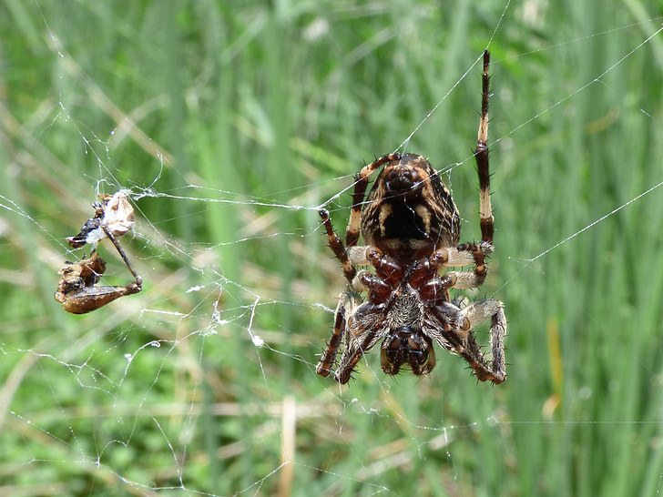 edderkop, arachnid, agalenatea redii, Web, vådområde, Predator, natur