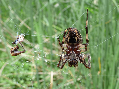 Spinne, Arachnid, Agalenatea redii, Web, Feuchtgebiet, Predator, Natur