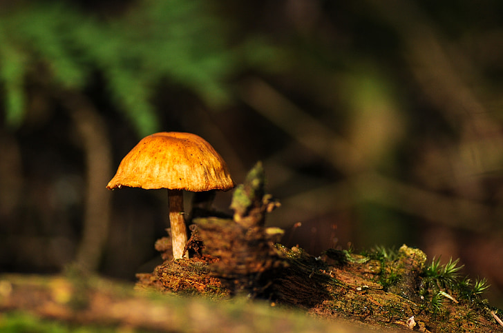 mushrooms, forest, forest floor, autumn, autumn forest, leaves, nature