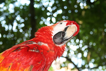 parrot, question, confused, red, bird, tropical, jamaica