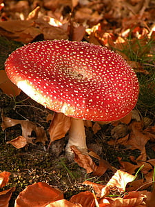 houby, Příroda, podzim, Les, houby, bílé tečky, listy