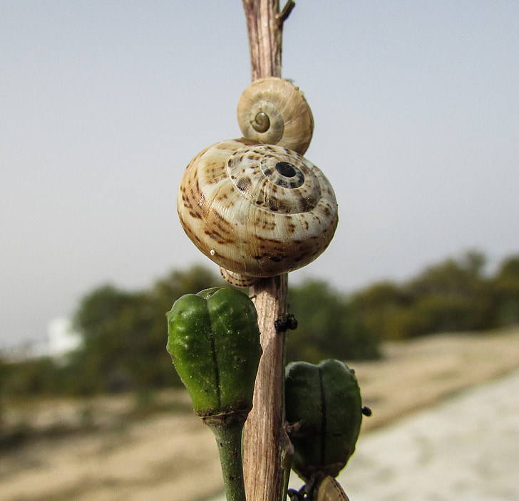snails, shells, nature, wildlife, helix