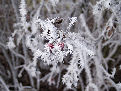 winter, Wildrose, harde rime, Frost, niet koud, bevroren, koude
