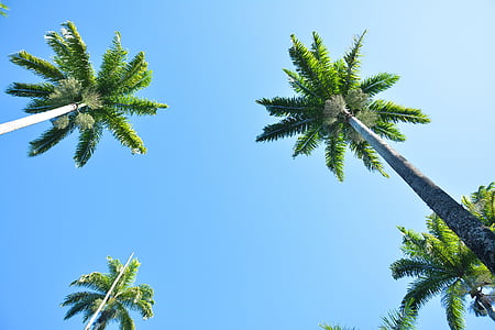 Palmové stromy, zahrada, léto