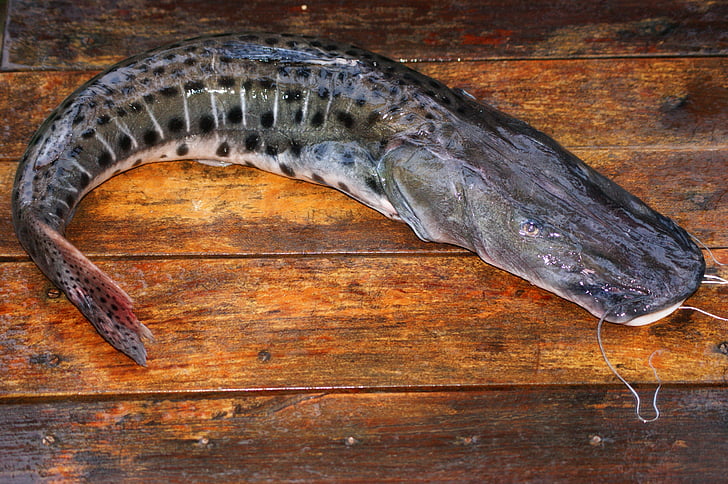 魚, surubui, テーブル, パラグアイ, 南アメリカ