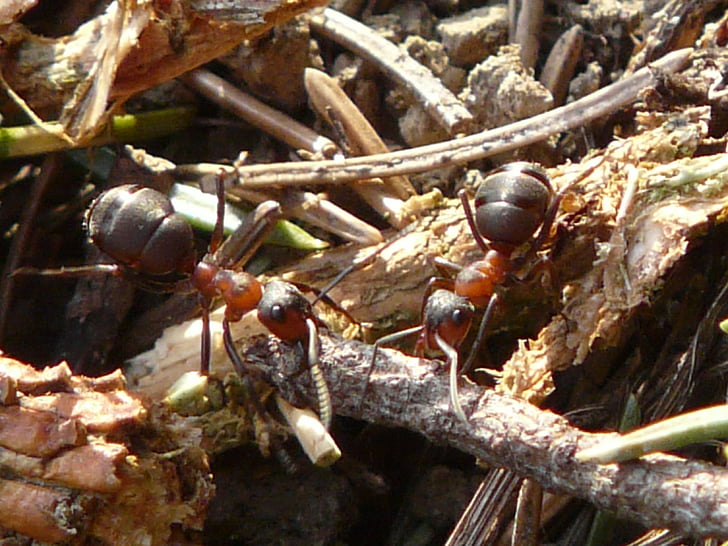 skruzdėlės, medienos skruzdėlės, Plaukuotoji, raudona medienos skruzdė, Formica rufa, Plaukuotoji polyctena, Gamta
