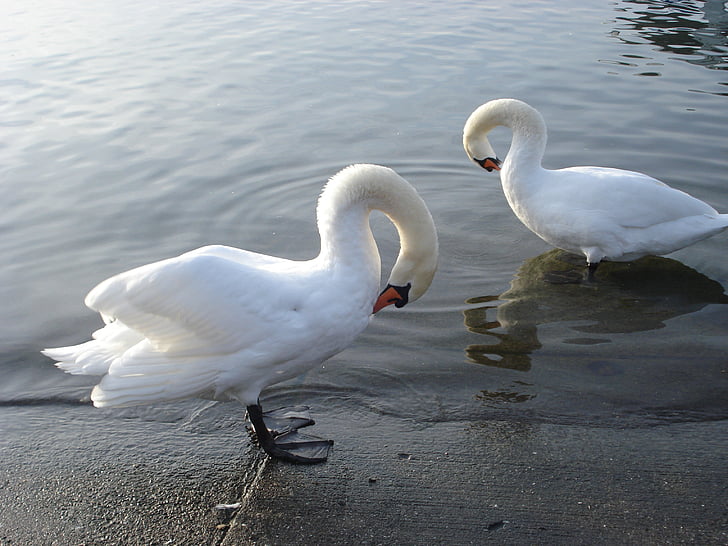 swans, lake, water, bird, majestic, lausanne, ouchy