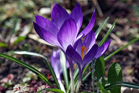 crocus, spring, early bloomer, spring flower, spring crocus, flower, blue