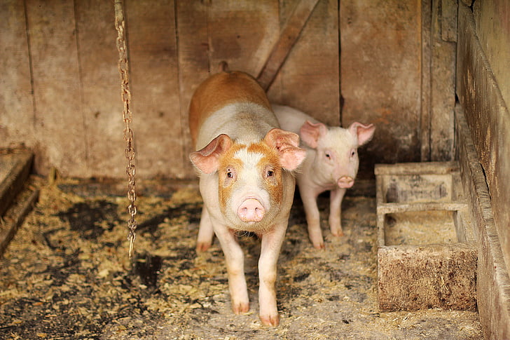 babi, kayu, hewan, kecil, daging babi, pertanian, Piglet