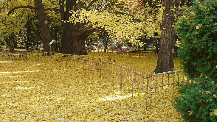 jesień, Natura, pozostawia, Arboretum