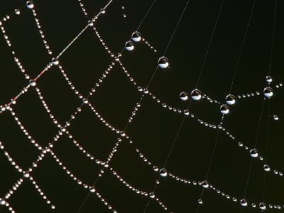 dew drops, droplets, water, nature, pattern, macro, spiderweb