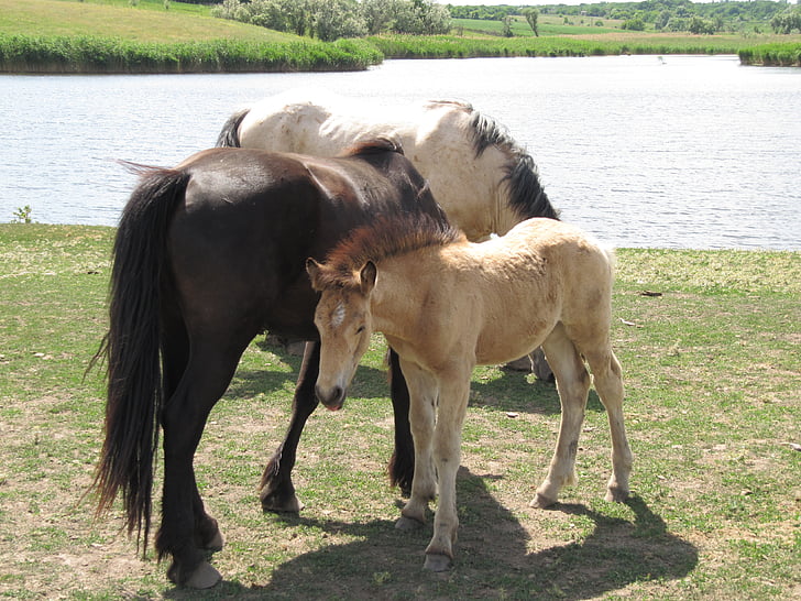 horse, stallion, mare, ride, gelding, animal, farm