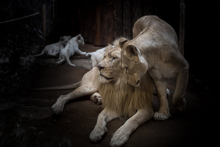 Lion, lionne, lion blanc, gros chat, crinière, yeux, nature