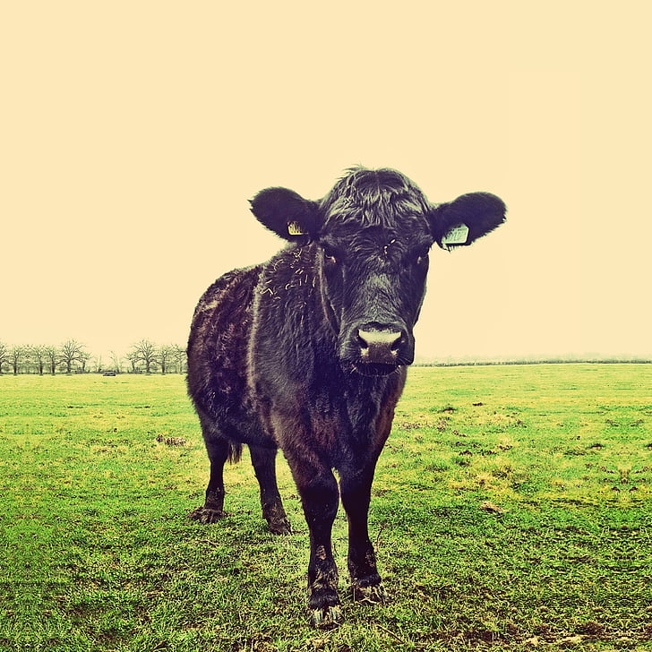 cow, animal, field, nature, farm, cattle, agriculture