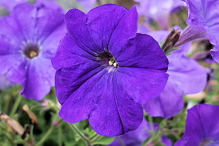 Petunia, flor, flor, floración, plantas de balcón, púrpura, naturaleza