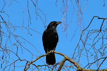 crow, corvus frugilegus, rook, raven bird, songbird, animal, animals